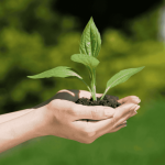 Fertilizers